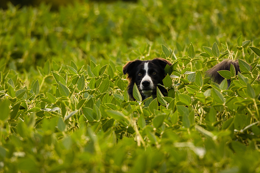 A photograph that I took years ago of my border collie named Dallas in a field.